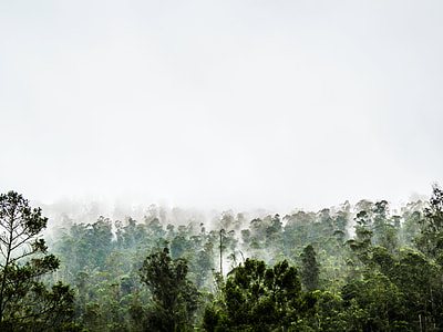 high angle photo of forest thumbnail