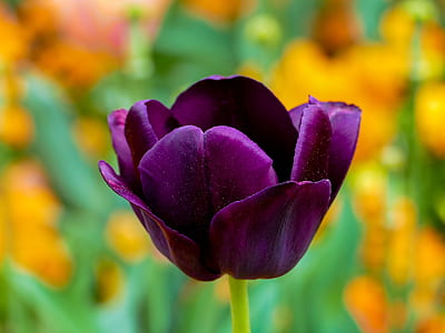 close-up photo of purple petaled flowers thumbnail