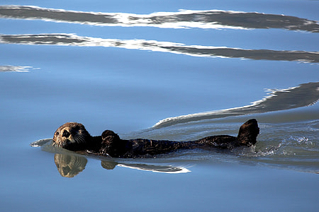 sea lion swimming on blue body of water thumbnail
