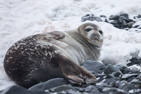 gray seal laying on snow thumbnail