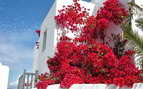 red petaled flowers outside house thumbnail