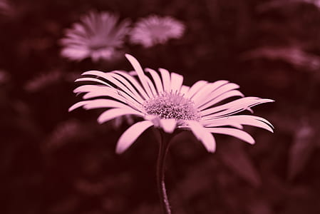 common daisy thumbnail