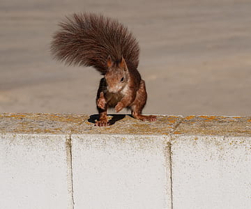 brown squirrel standing on gray surface thumbnail