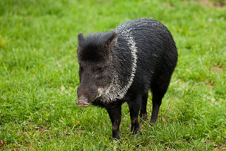 black pig thumbnail