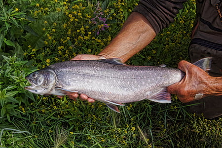 person holding gray fish thumbnail