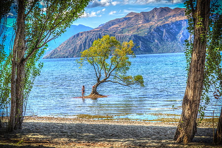 tree surrounded by body of water at daytime thumbnail
