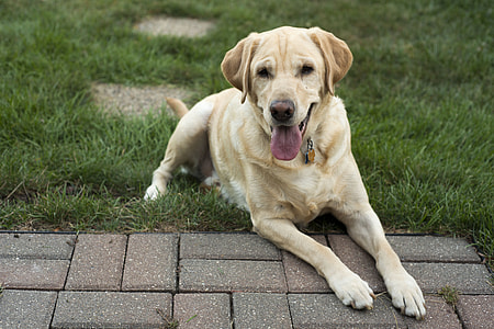 adult yellow Labrador retriever lying on green grass during daytime thumbnail