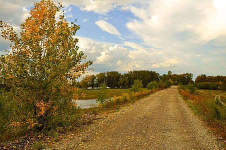 road between trees and lake thumbnail