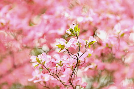 pink petaled flower thumbnail