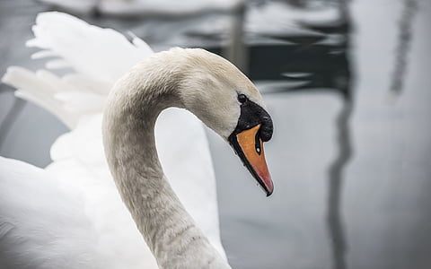 selective focus photography of mute swan thumbnail