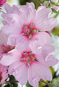 two pink hibiscus flowers thumbnail
