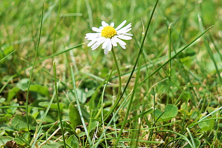 nature, field, summer, garden thumbnail