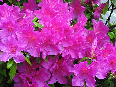 pink flowers in closeup shot thumbnail