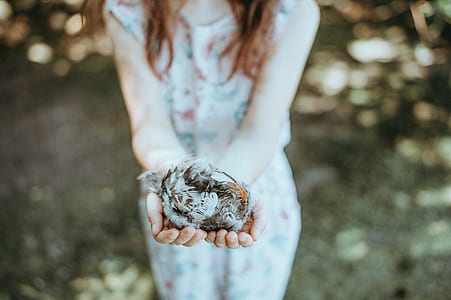 person holding nest of bird thumbnail