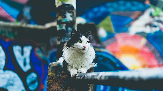 short-coated black and white cat perch on black metal railing thumbnail