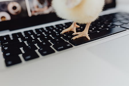Newborn little chicken and laptop thumbnail