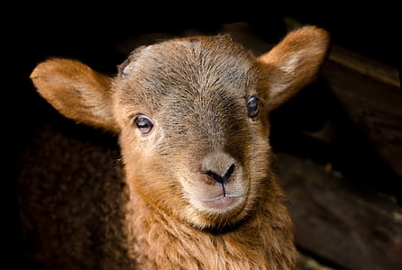 shallow focus of brown sheep thumbnail