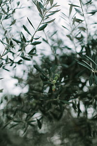 Shallow Focus Photography of Green Leafed Plants thumbnail