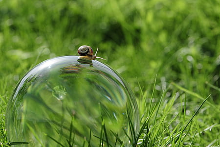 brown snail on bubble on green grass thumbnail