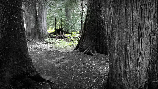 photography of gray tree logs on forest during day time thumbnail