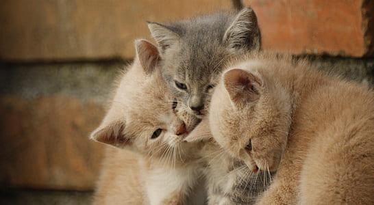 three short-fur brown and gray kittens thumbnail