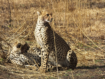 Tanzania, Serengeti National Park thumbnail