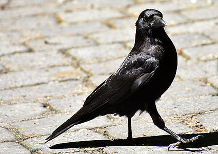 black crow standing on concrete brick thumbnail