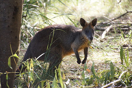 kangaroo standing on grass thumbnail