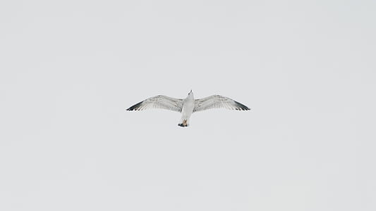 white bird flying in the air thumbnail