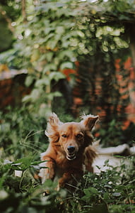 selective focus photo of short-coated brown dog thumbnail