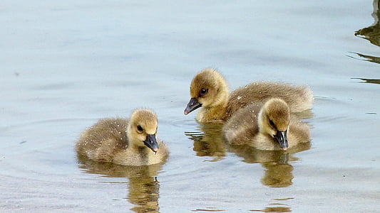 three brown-and-yellow ducklings on water thumbnail