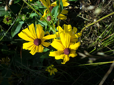 yellow black-eyed Susan flower in bloom thumbnail