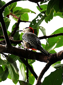 gray and red bird perched on tree thumbnail