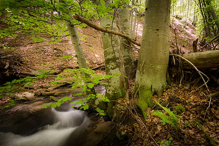 wood, landscape, nature, water thumbnail