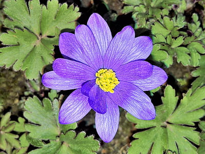 purple petaled flower thumbnail