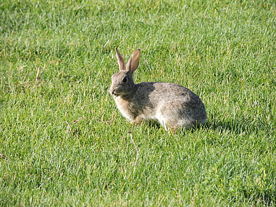 gray rabbit on green grass at daytime thumbnail