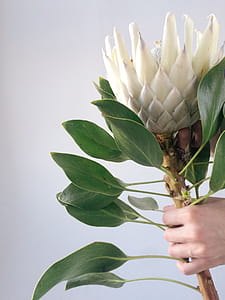 Person's Hand Holding White Petal Flower thumbnail