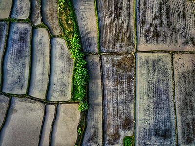 aerial view, tree, field, aerial thumbnail