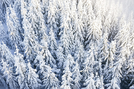Pine Trees Under The Snow thumbnail