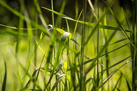 nature, grass, dew, drop of water thumbnail
