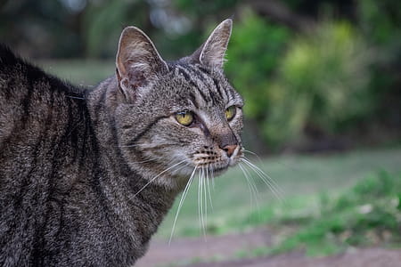 Close-up Photo of Grey Cat thumbnail
