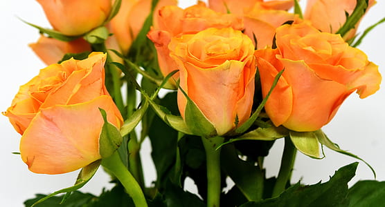 orange rose flower arrangement thumbnail