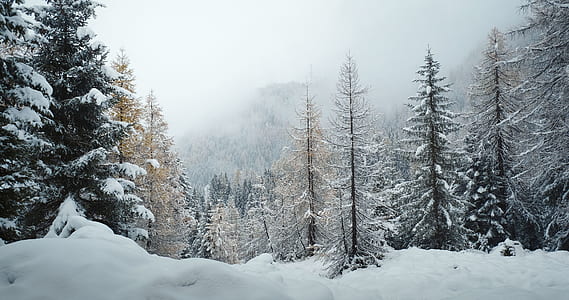 in distant pinetrees thumbnail