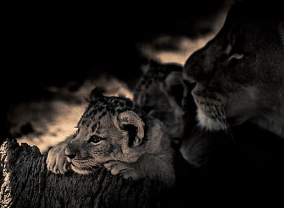 grayscale photo of three tigers looking behind trunk thumbnail