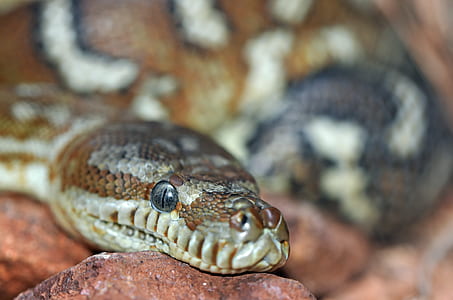 macro shot photography of brown reticulated python thumbnail