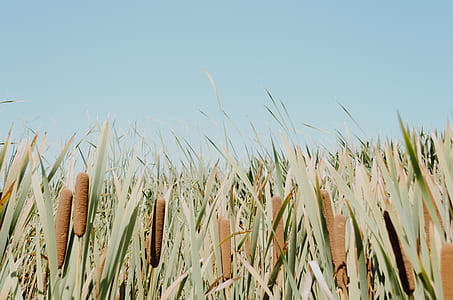field of cocktail plant thumbnail