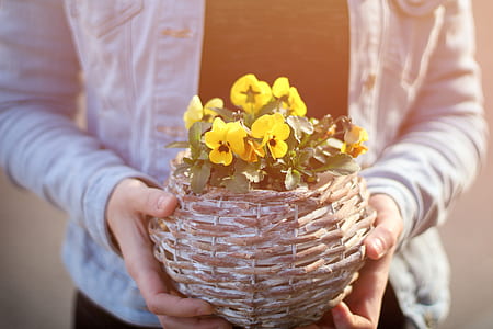 hands, flower, holding, bloom thumbnail