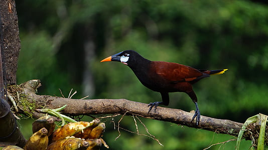 brown and black bird on tree branch thumbnail