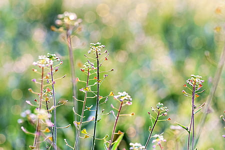white petaled flower thumbnail