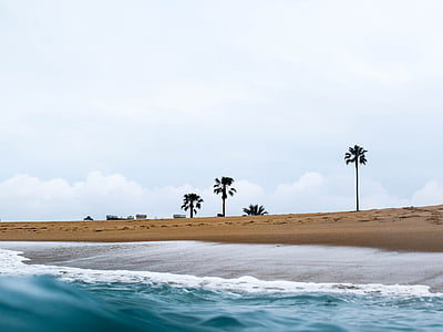 photo of palm trees near shore thumbnail